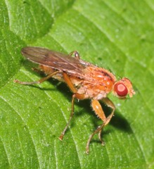 Norellisoma spinimanum