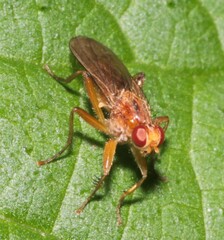 Norellisoma spinimanum