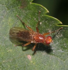 Norellisoma spinimanum