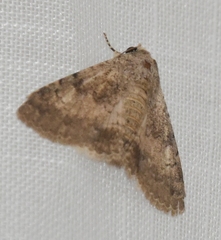 Pandesma robusta