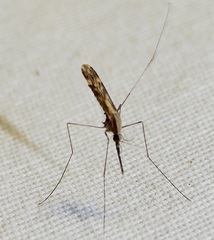 Anopheles punctipennis