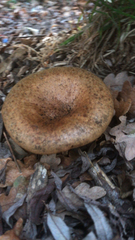 Paxillus involutus
