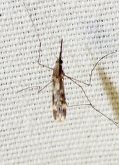 Anopheles punctipennis