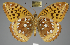 Speyeria cybele pseudocarpenteri