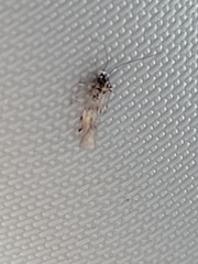 Graphopsocus cruciatus