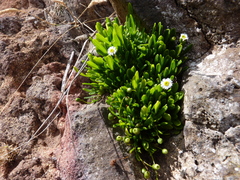Erigeron rupicola