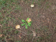 Pseudosperma sororium