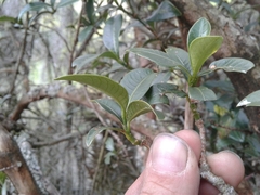 Palicourea boqueronensis