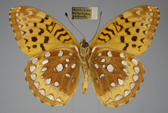 Speyeria cybele pseudocarpenteri