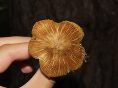 Pseudosperma sororium