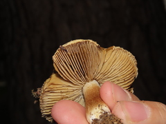 Pseudosperma sororium