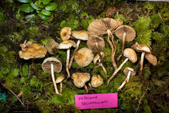 Hebeloma sacchariolens