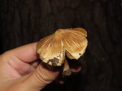 Pseudosperma sororium