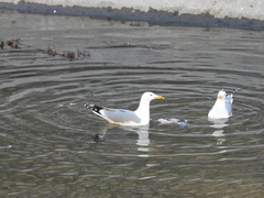 Larus
