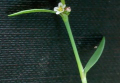 Polygonum aviculare