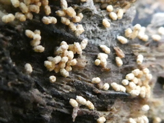 Henningsomyces candidus