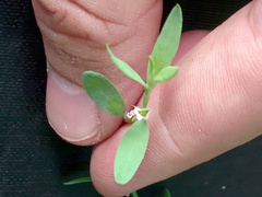 Polygonum aviculare
