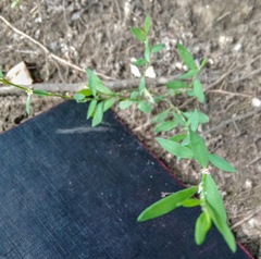 Polygonum aviculare
