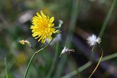 Sonchus tenerrimus
