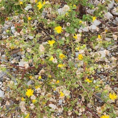 Heterotheca subaxillaris