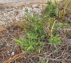 Ambrosia psilostachya