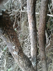 Palicourea boqueronensis