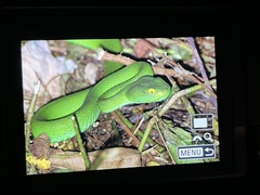 Trimeresurus macrops