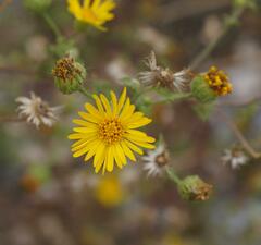 Heterotheca subaxillaris