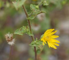 Heterotheca subaxillaris