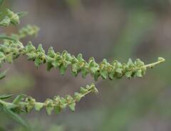 Ambrosia psilostachya