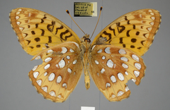 Speyeria cybele pseudocarpenteri