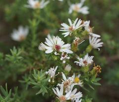 Symphyotrichum ericoides
