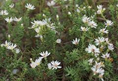 Symphyotrichum ericoides