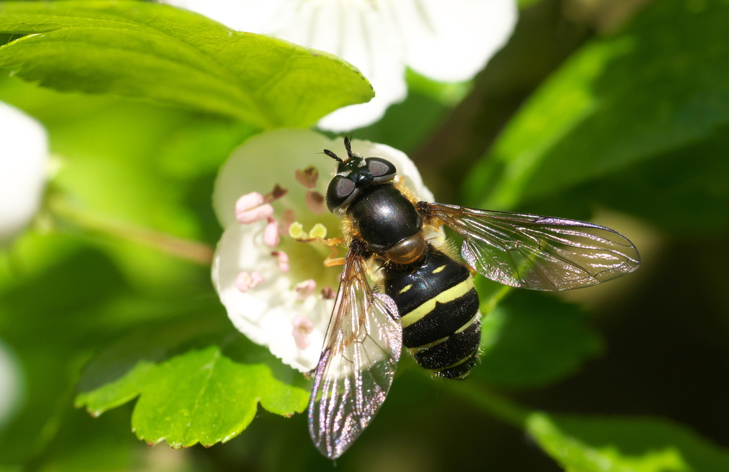 Yellow-girdled Brusheye