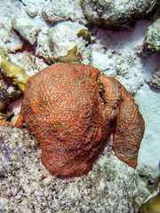 Montastraea cavernosa