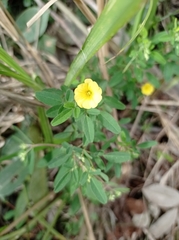 Oxalis frutescens