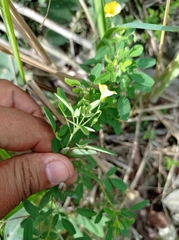 Oxalis frutescens