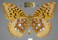 Speyeria cybele pseudocarpenteri