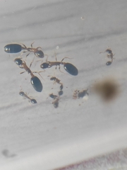 Monomorium floricola