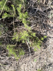 Thymophylla tenuiloba