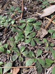 Pilosella officinarum