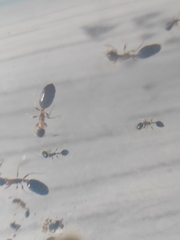 Monomorium floricola