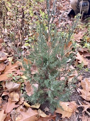 Juniperus