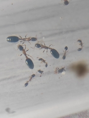 Monomorium floricola