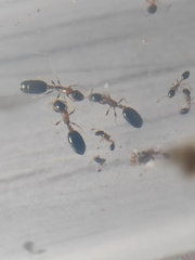 Monomorium floricola