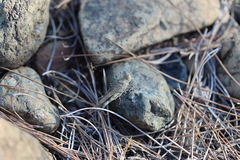 Acrotylus