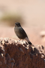 Oenanthe leucura