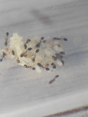 Monomorium floricola