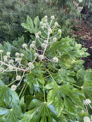 Fatsia japonica