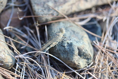 Acrotylus